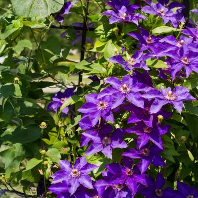 De Clematis  De koningin onder de klimplanten