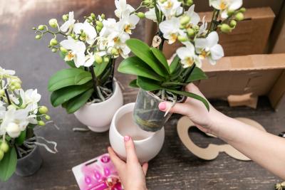 "Hoe en Wanneer Geef Je een Orchidee Water?"  **