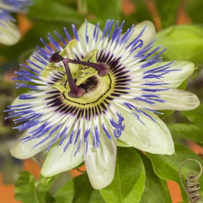 Passiflora caerulea (De Passiebloem) – De exotische schoonheid in je tuin