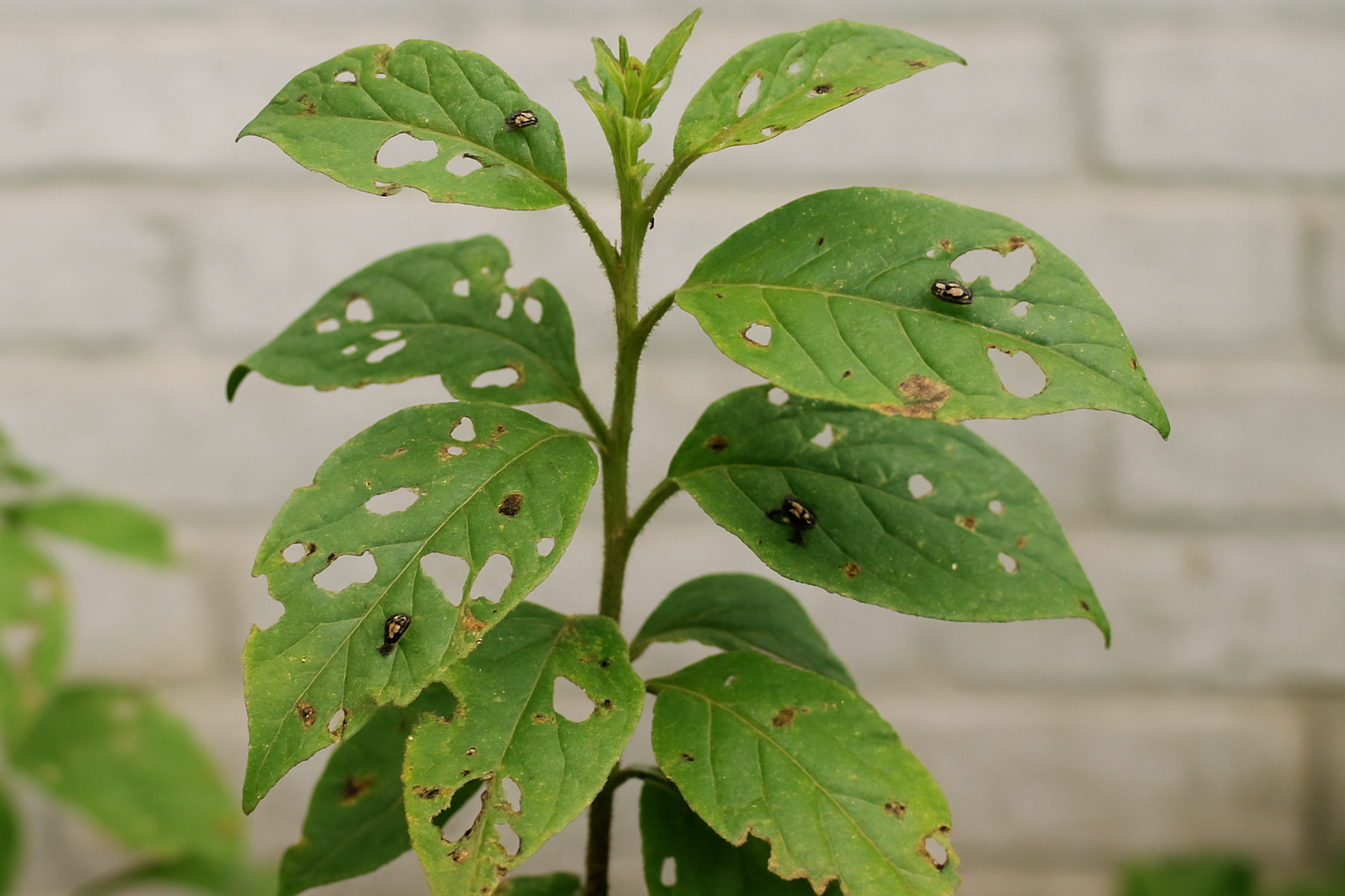 Plagen bij tuinplanten: herkennen & aanpakken